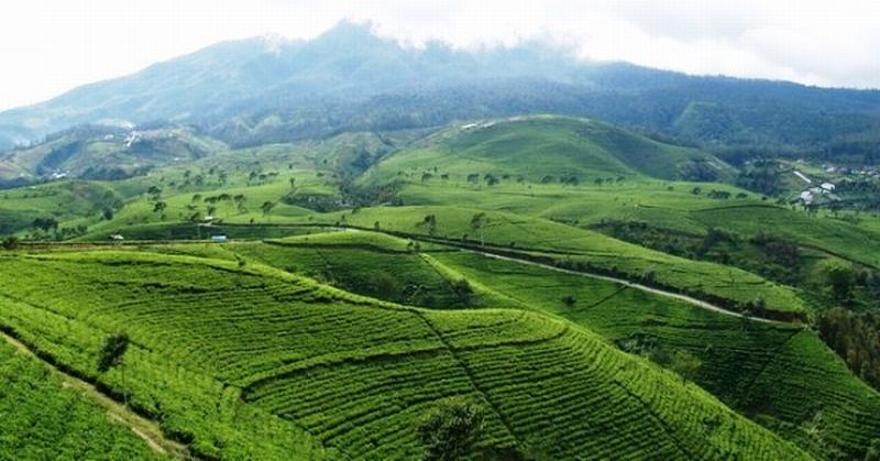 Kebun Teh Kemuning Hadirkan Wahana Foto & Kuliner Baru